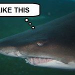 shark